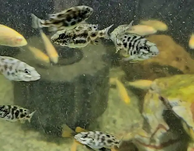 African cichlid juveniles on sale 1.5'-2.5' - Photo 6