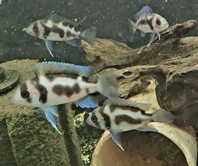 Group of 4 Black widow frontosa 2.5'-2.75'