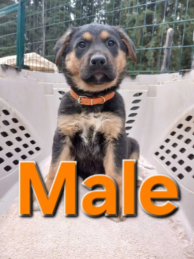 GERMAN SHEPHERD PUPPIES