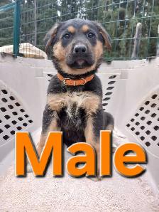 GERMAN SHEPHERD PUPPIES