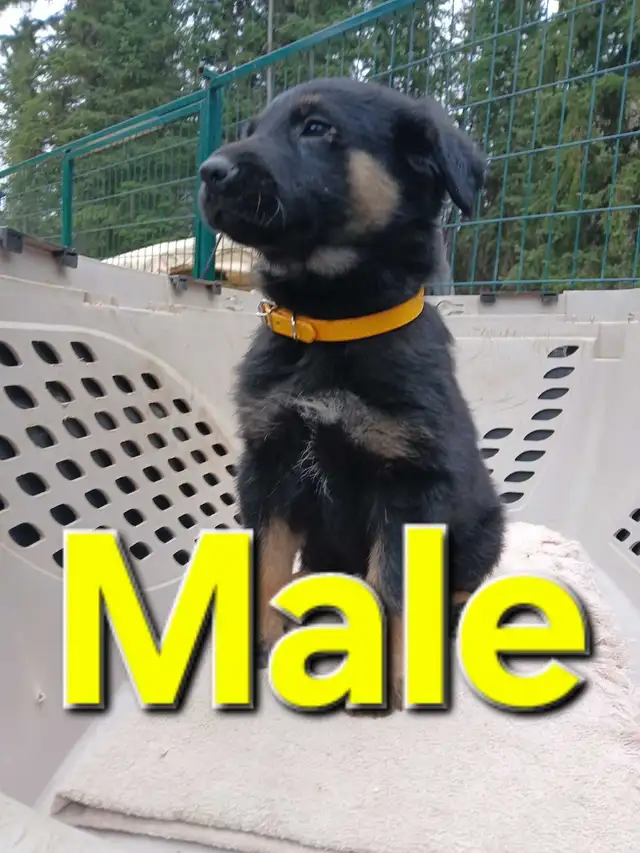 GERMAN SHEPHERD PUPPIES - Photo 2