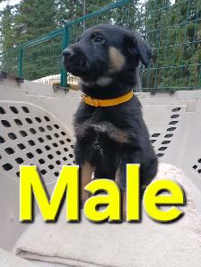 GERMAN SHEPHERD PUPPIES - Photo 2