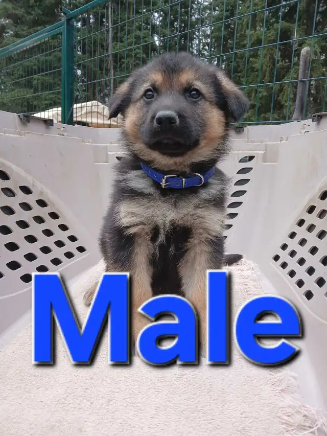 GERMAN SHEPHERD PUPPIES - Photo 3
