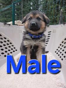 GERMAN SHEPHERD PUPPIES - Photo 3