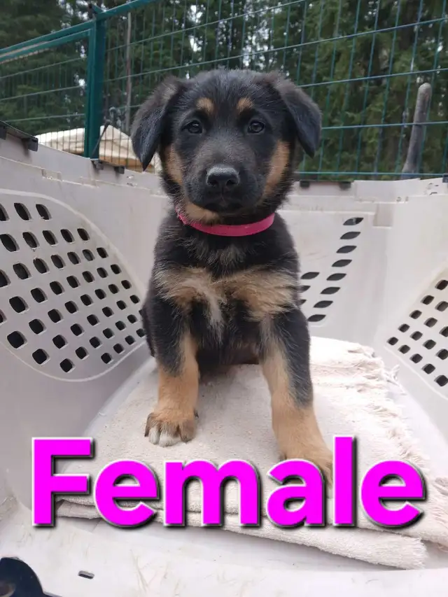 GERMAN SHEPHERD PUPPIES - Photo 4