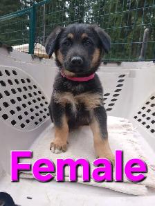 GERMAN SHEPHERD PUPPIES - Photo 4