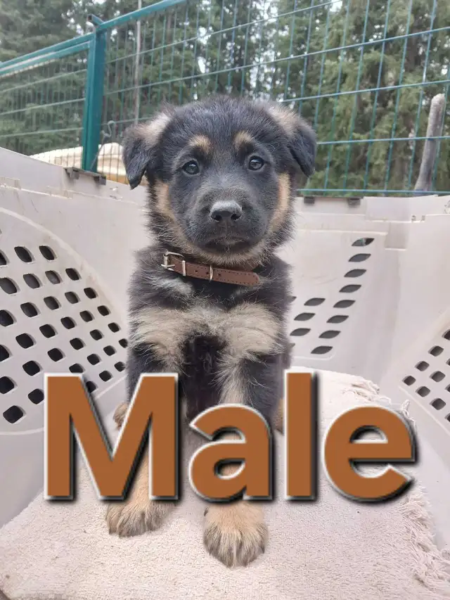 GERMAN SHEPHERD PUPPIES - Photo 5
