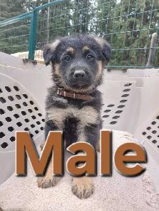 GERMAN SHEPHERD PUPPIES - Photo 5