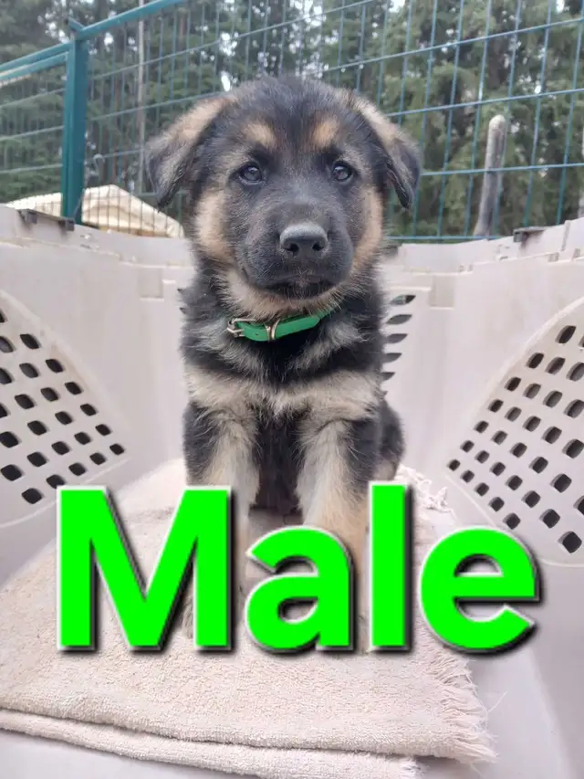 GERMAN SHEPHERD PUPPIES - Photo 6