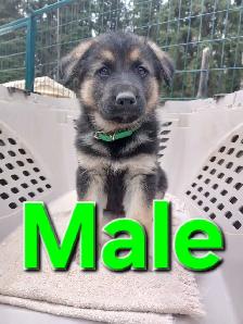 GERMAN SHEPHERD PUPPIES - Photo 6