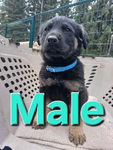 GERMAN SHEPHERD PUPPIES - Photo 7