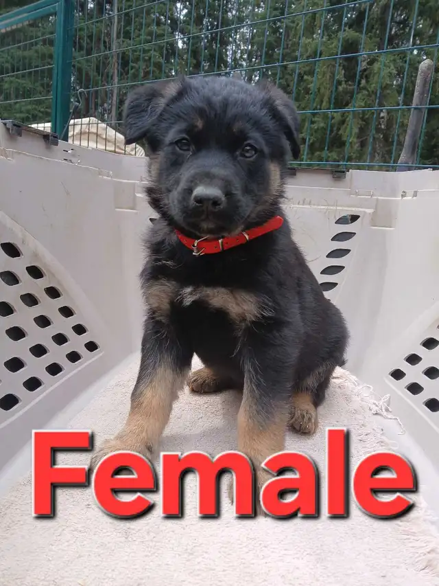 GERMAN SHEPHERD PUPPIES - Photo 8