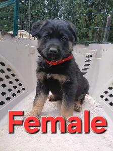 GERMAN SHEPHERD PUPPIES - Photo 8