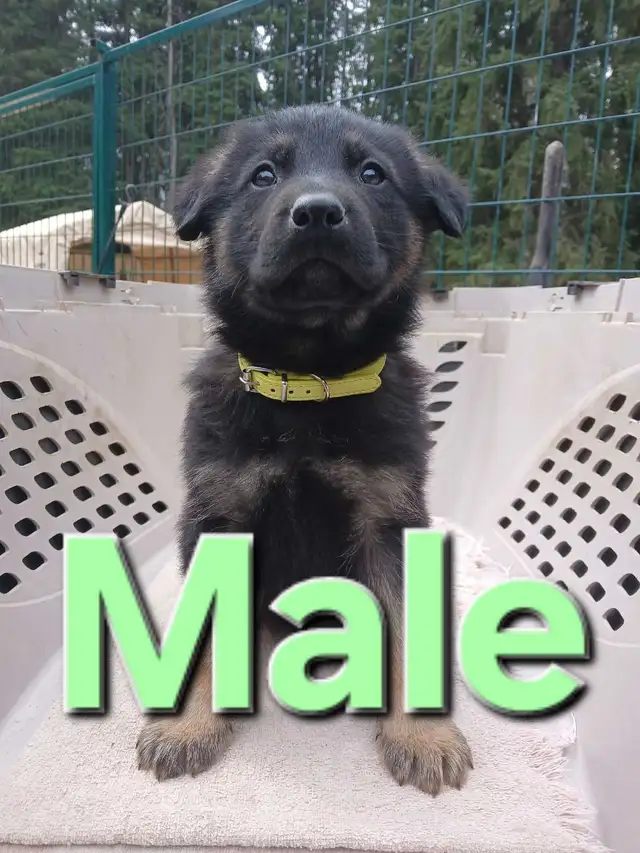 GERMAN SHEPHERD PUPPIES - Photo 9
