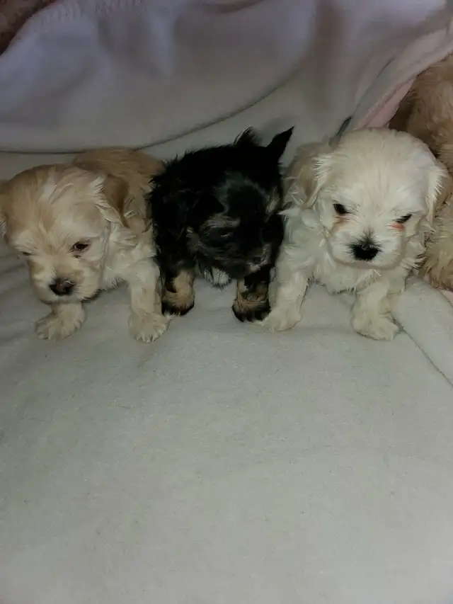 shih-poo puppies