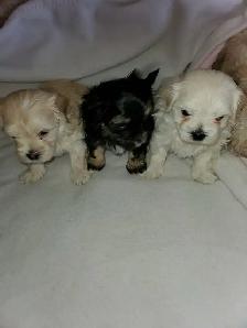 shih-poo puppies