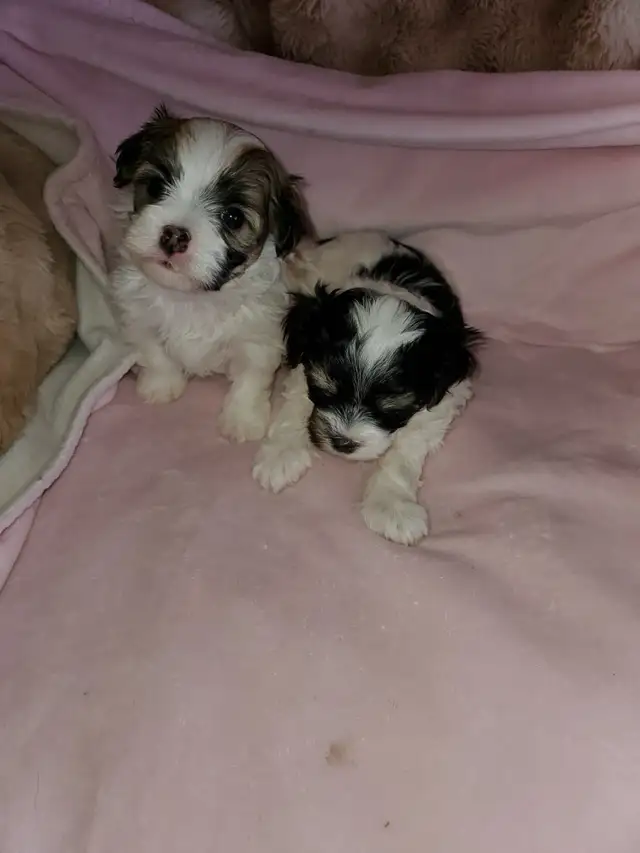 shih-poo puppies - Photo 2