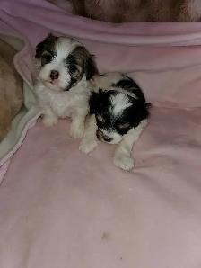 shih-poo puppies - Photo 2