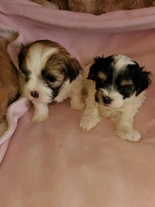 shih-poo puppies - Photo 3