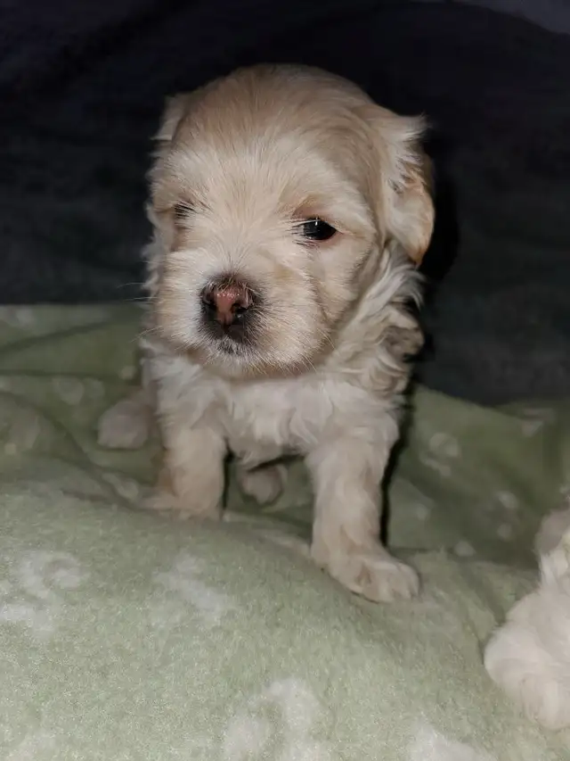 shih-poo puppies - Photo 4