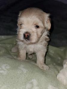shih-poo puppies - Photo 4