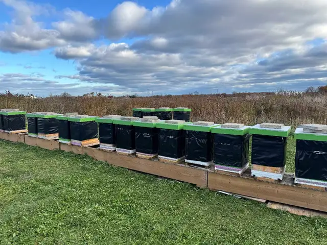 HONEY BEES FOR SALE!!