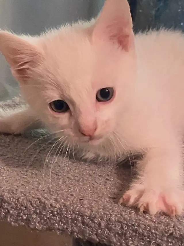 adorable white kitten