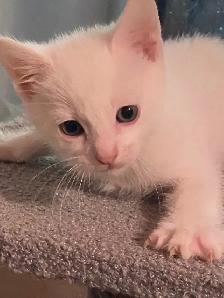 adorable white kitten