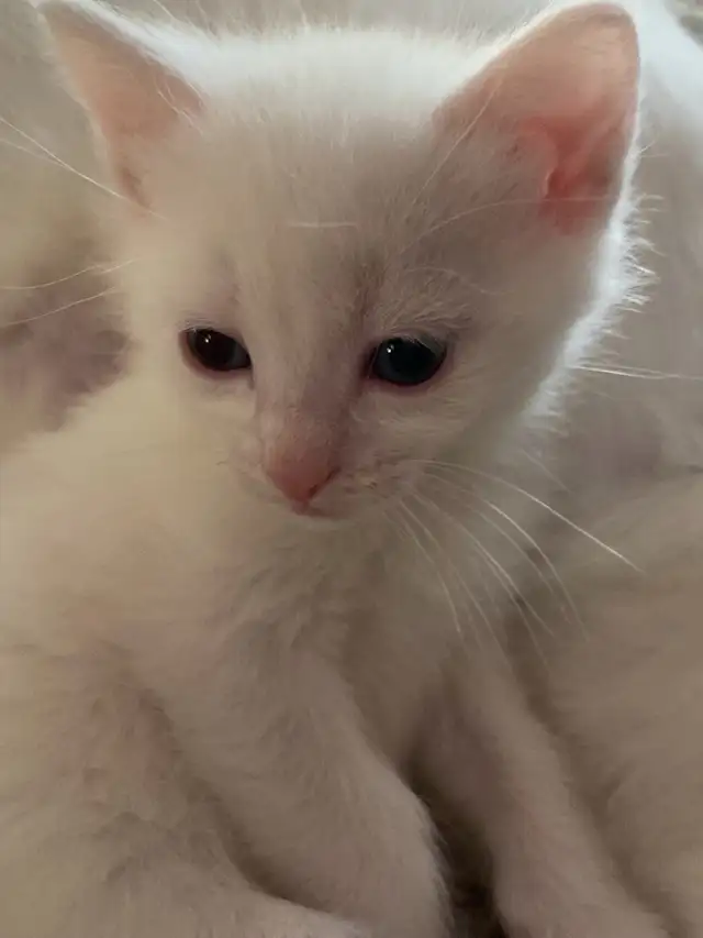 adorable white kitten - Photo 2
