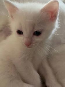 adorable white kitten - Photo 2
