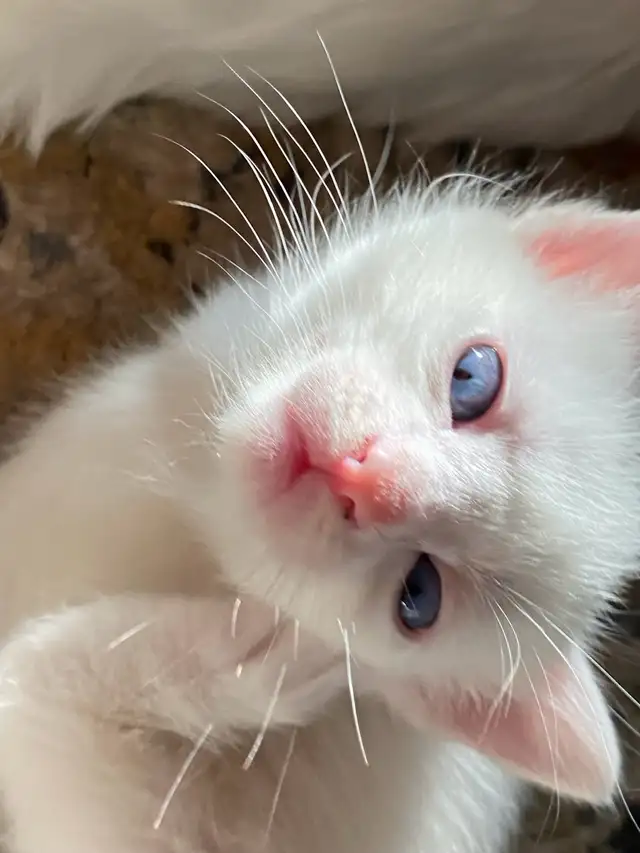 adorable white kitten - Photo 3