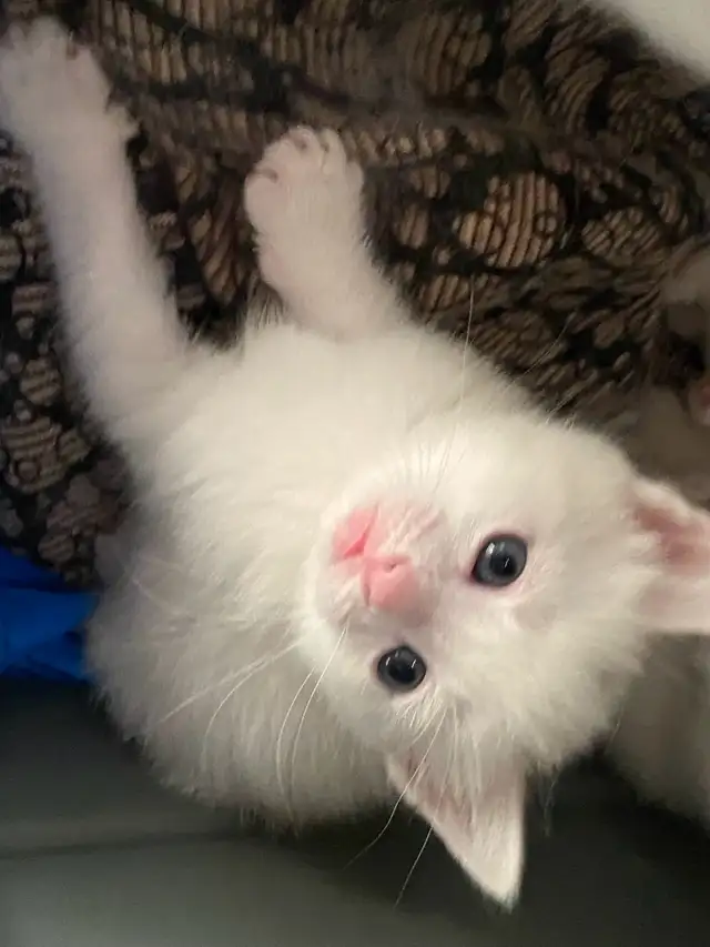 adorable white kitten - Photo 4