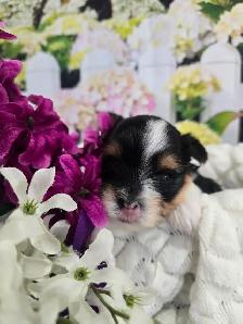 YORKSHIER TERRIER PUPPY ( TRI-COLOR BIEWER MALE)
