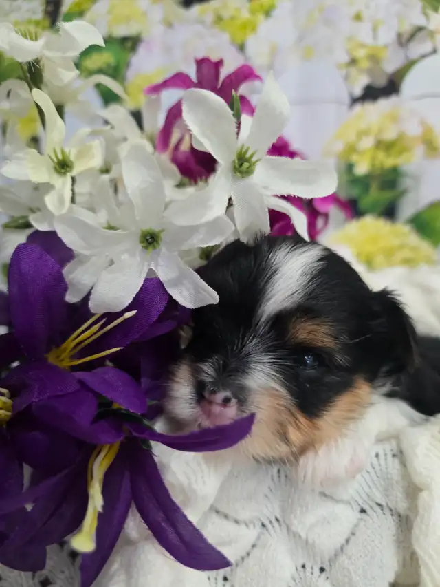 YORKSHIER TERRIER PUPPY ( TRI-COLOR BIEWER MALE) - Photo 2
