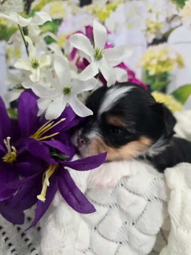 YORKSHIER TERRIER PUPPY ( TRI-COLOR BIEWER MALE) - Photo 3