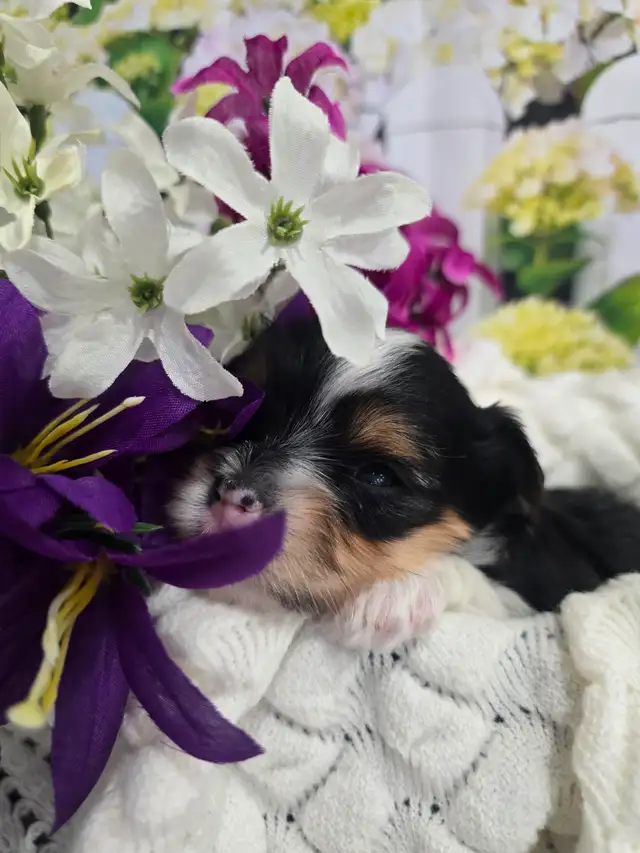 YORKSHIER TERRIER PUPPY ( TRI-COLOR BIEWER MALE) - Photo 4