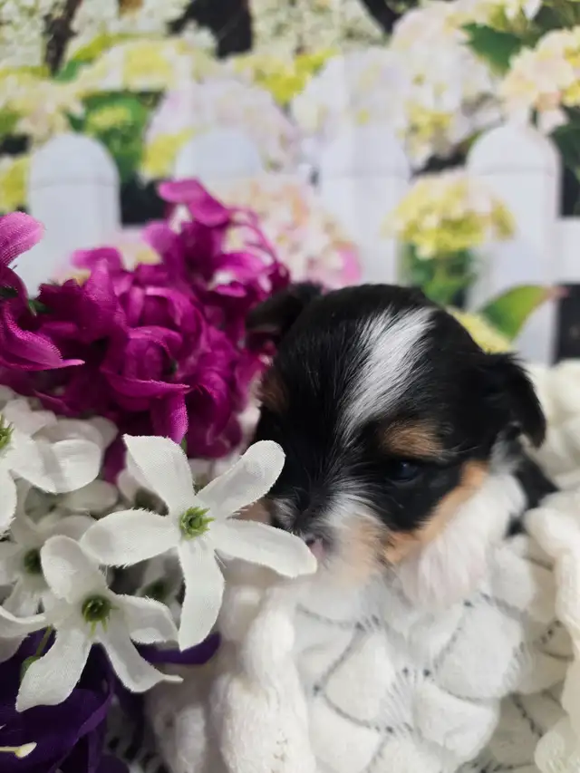 YORKSHIER TERRIER PUPPY ( TRI-COLOR BIEWER MALE) - Photo 5