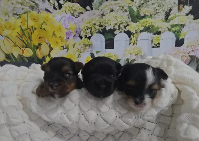 YORKSHIER TERRIER PUPPY ( TRI-COLOR BIEWER MALE) - Photo 7