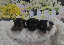 YORKSHIER TERRIER PUPPY ( TRI-COLOR BIEWER MALE) - Photo 7