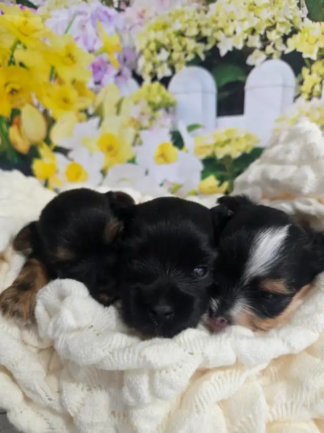 YORKSHIER TERRIER PUPPY ( TRI-COLOR BIEWER MALE) - Photo 8