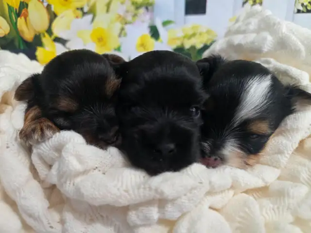 YORKSHIER TERRIER PUPPY ( TRI-COLOR BIEWER MALE) - Photo 9
