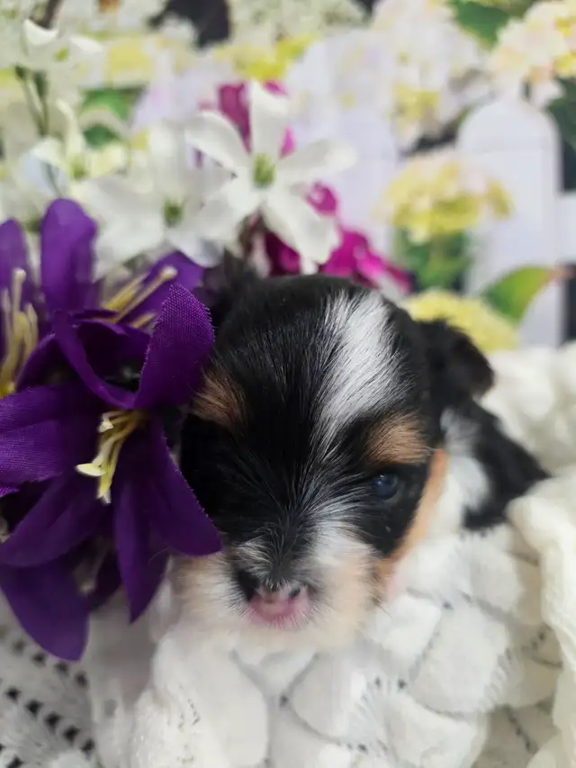 YORKSHIER TERRIER PUPPY ( TRI-COLOR BIEWER MALE) - Photo 10