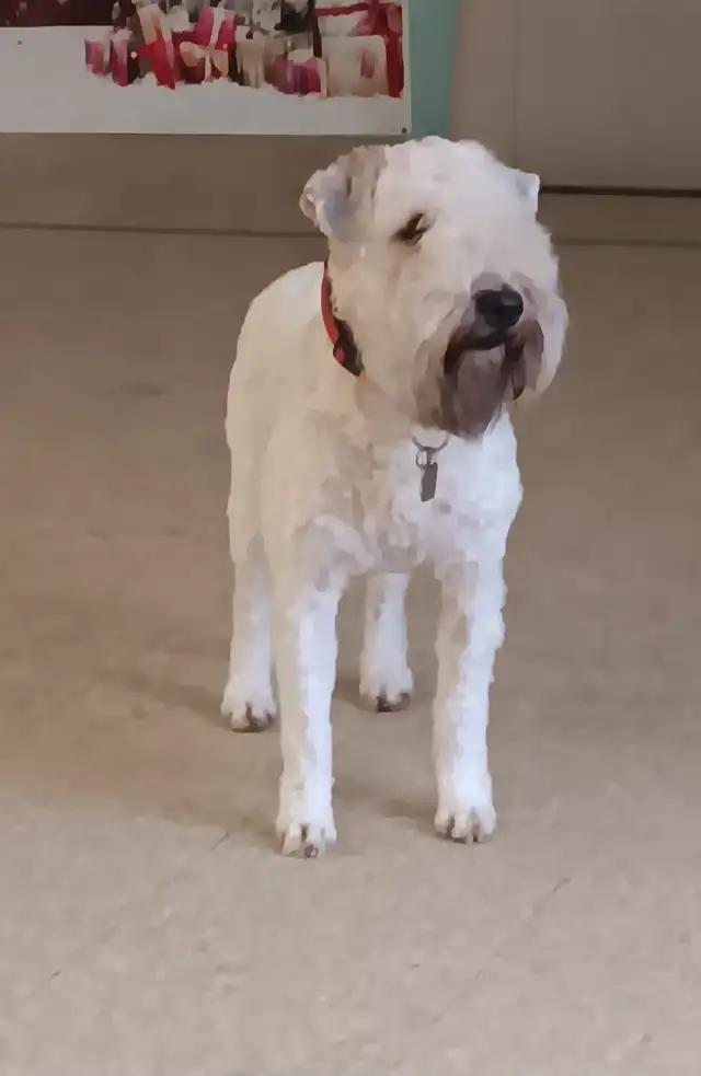 Soft coated wheaten terrier Puppies - Photo 4