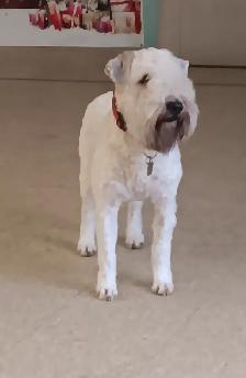 Soft coated wheaten terrier Puppies - Photo 4