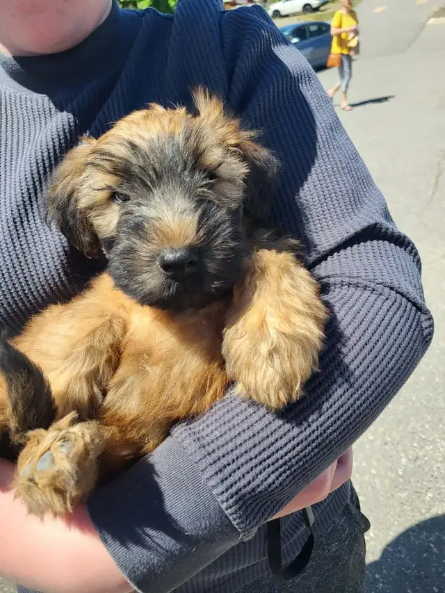 Soft coated wheaten terrier Puppies - Photo 5