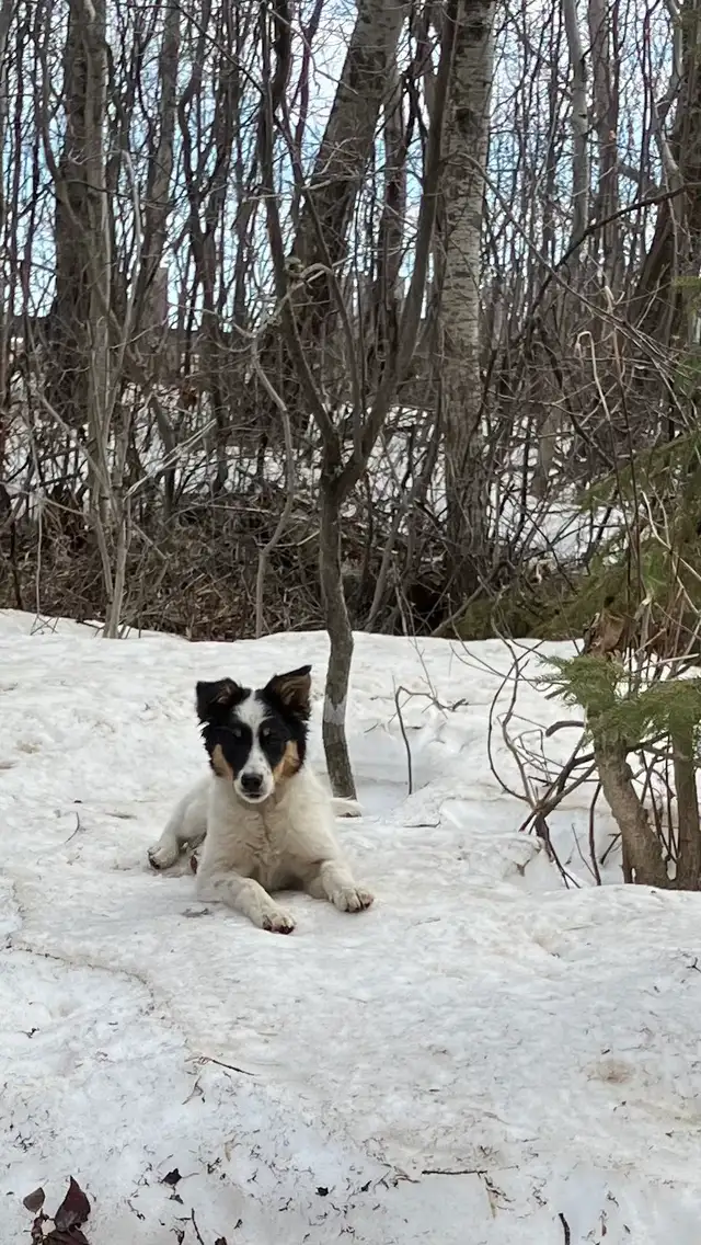 Female Border Collie Pup for sale