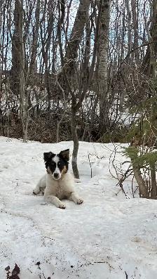 Female Border Collie Pup for sale