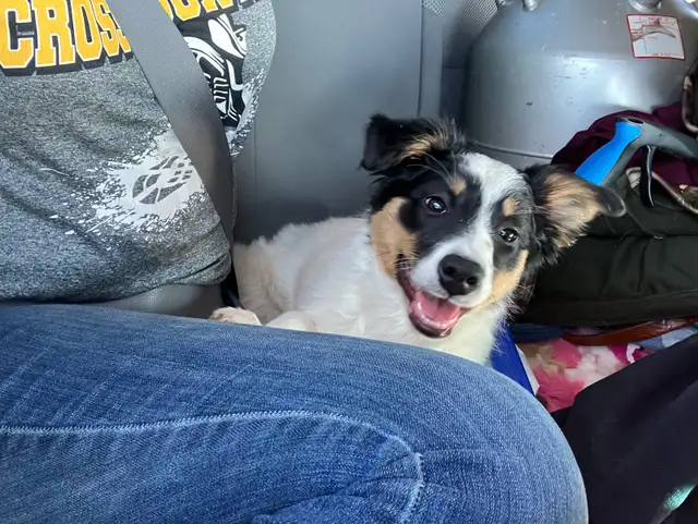 Female Border Collie Pup for sale - Photo 2