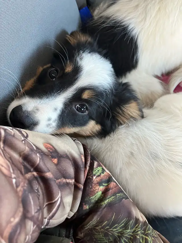 Female Border Collie Pup for sale - Photo 3