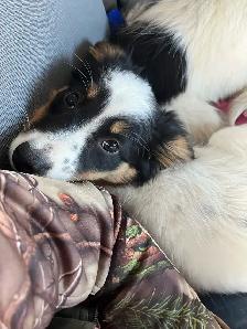 Female Border Collie Pup for sale - Photo 3